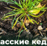 Школьники ЛНР выращивают кедры из Хакасии - Администрация города Свердловска и Свердловского района